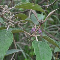 Callicarpa tomentosa (L.) L.